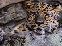 Audubon Zoo Is Asking For You